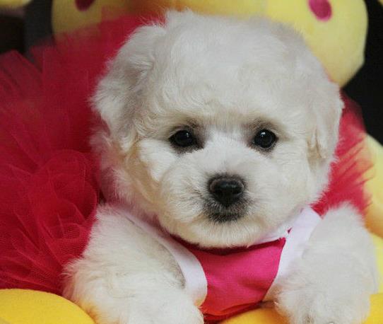 长沙宠物狗狗出售卷毛比熊犬幼犬狗仔领养小型