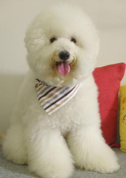 长沙宠物狗犬舍出售纯种比熊犬 狗市场在哪宠