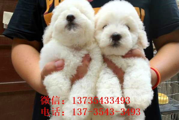 福州宠物狗狗出售纯种比熊犬幼犬白色比熊狗领养