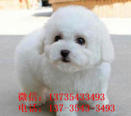 哈尔滨宠物狗犬舍出售纯种比熊犬小型犬好不好养