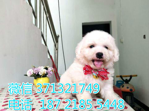 无锡犬舍出售宠物狗狗 无锡狗场 无锡比熊犬纯