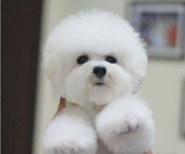 福州宠物狗犬舍出售纯种比熊犬 狗市场在哪宠