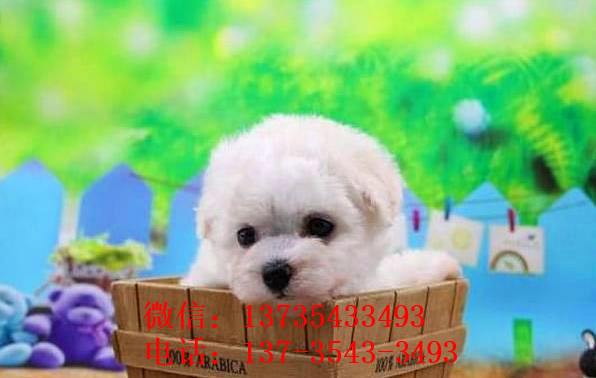 武汉宠物狗狗出售纯种比熊犬幼犬白色比熊狗领养