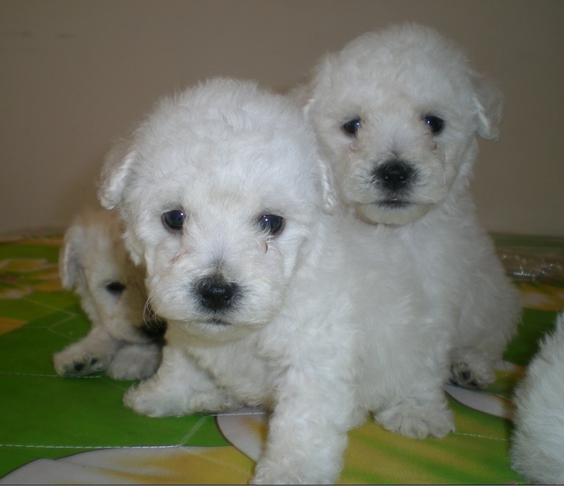 楚雄哪里卖宠物狗 楚雄哪里有养犬基地 养狗场