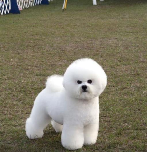 荆门犬舍 纯种比熊犬买卖 狗市场在哪 网上哪