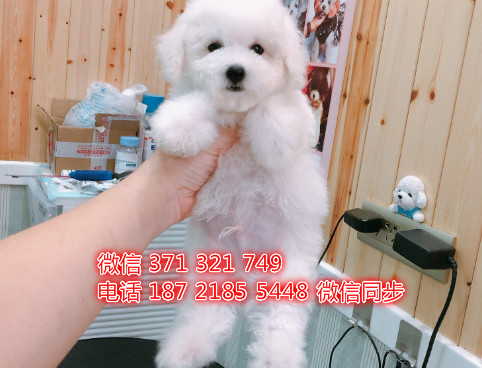 武汉特价 比熊犬出售纯种幼犬 武汉狗场犬舍在