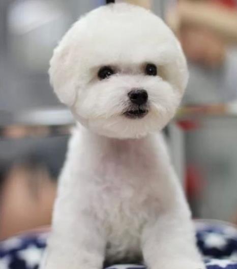 青海宠物狗狗出售卷毛比熊犬幼犬狗仔领养小型