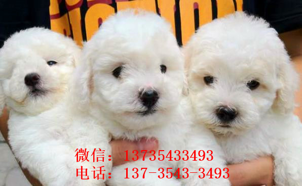 福州宠物狗狗出售纯种比熊犬幼犬白色比熊狗领养