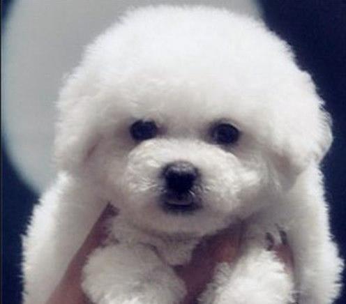 娄底犬舍狗场出售比熊犬狗市场卖狗在哪有买狗