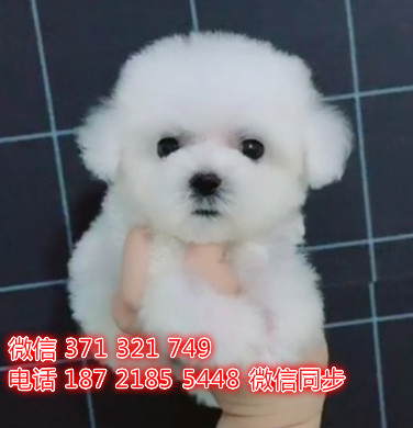 沈阳特价 比熊犬狗狗出售 沈阳宠物狗狗在哪里