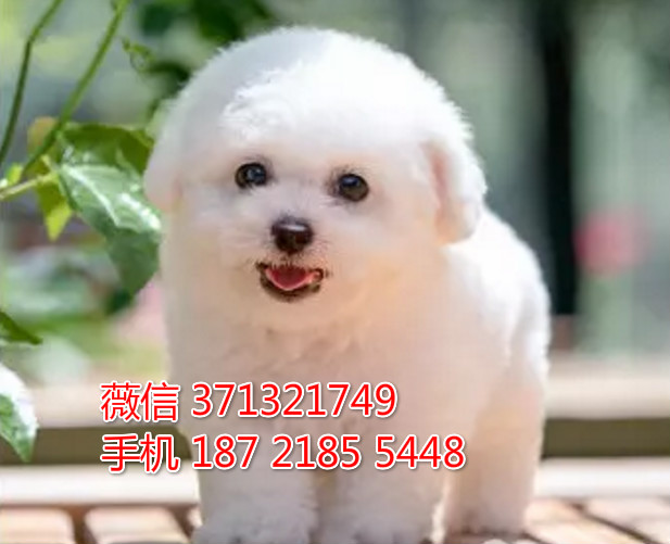 茶杯比熊出售纯种小型犬 南昌狗场出售 南昌犬