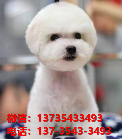 西安宠物狗犬舍出售纯种比熊犬 白色迷你卷毛