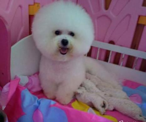 武汉宠物狗犬舍出售纯种比熊犬 狗市场在哪宠