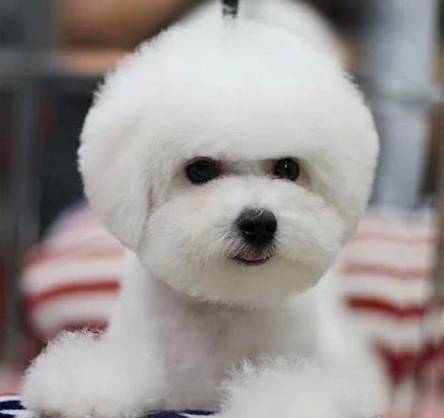 沈阳宠物狗犬舍出售纯种比熊犬 白色迷你卷毛