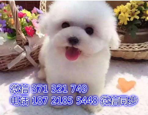 厦门宠物狗狗 比熊犬出售纯种幼犬 厦门犬舍狗