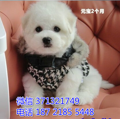 青岛宠物 比熊犬幼犬出售 青岛狗场在哪里 特