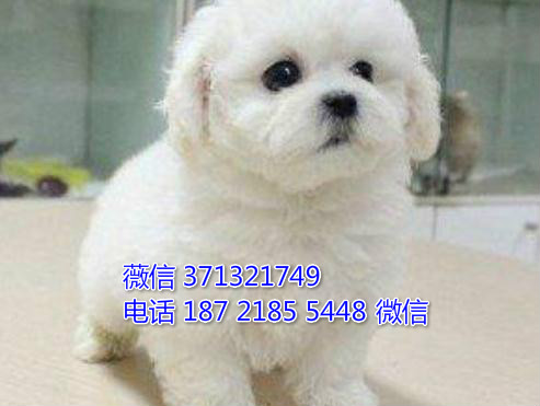 厦门狗狗 比熊出售纯种幼犬 厦门全国发货
