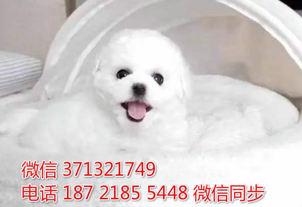 太原特惠 比熊犬出售 太原犬舍狗场在哪里