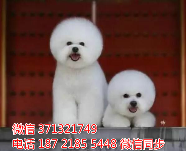 福州宠物狗狗 比熊犬出售幼犬 福州犬舍 福州