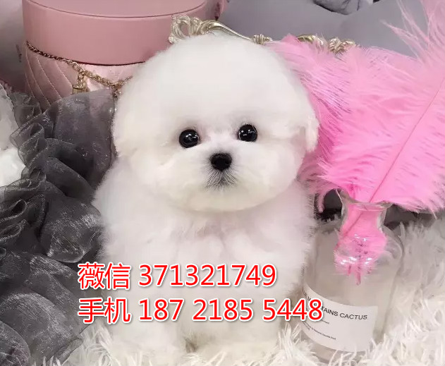 西安宠物 比熊犬出售纯种 西安犬舍在哪里