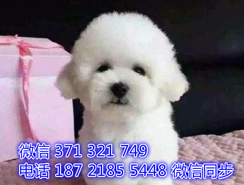 2全国发货 犬舍繁殖比熊 出售纯种幼犬 包售后荣