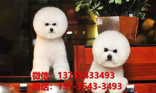 纯种比熊犬幼犬 深圳宠物狗犬舍出售宠物狗狗 