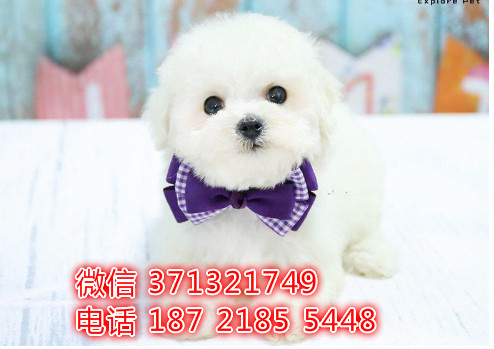 太原 比熊犬出售纯种幼犬 太原狗场繁殖太原犬