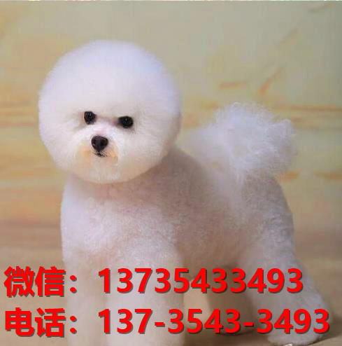 纯种比熊犬幼犬 长沙宠物狗犬舍出售宠物狗狗 