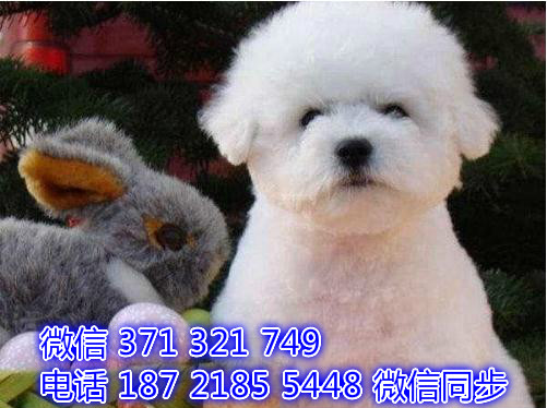 1全国发货 犬舍繁殖比熊 出售纯种幼犬 包售后侣