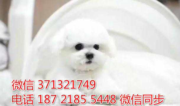 深圳特惠 宠物比熊犬纯种幼犬 深圳犬舍在哪里