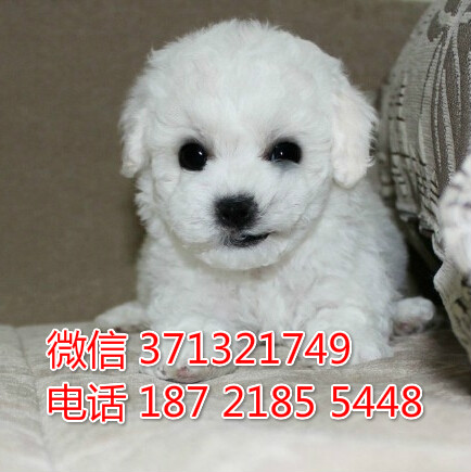 长沙宠物 比熊犬出售纯种幼犬 长沙狗场在哪里