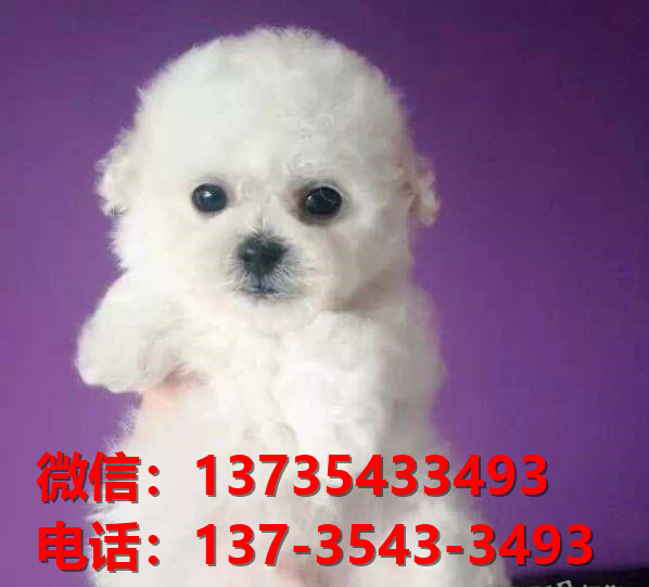 纯种比熊犬幼犬 太原宠物狗犬舍出售宠物狗狗 