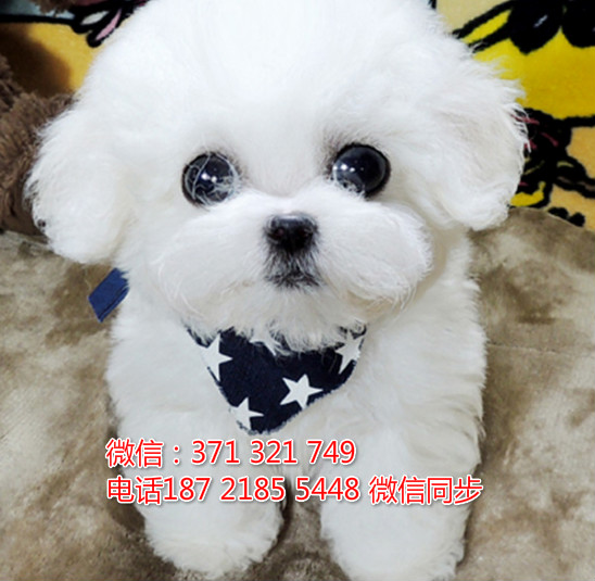 全国特惠比熊纯种幼犬 支持上门 支持空运汽运