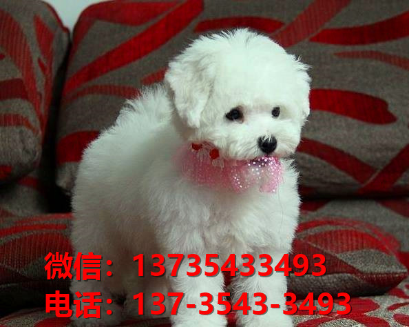 青岛宠物狗狗出售纯种比熊犬幼犬 哪里有正宗