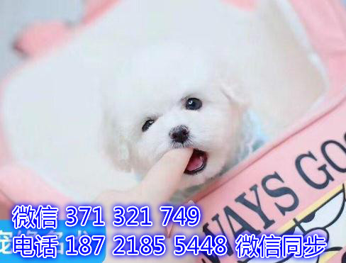 宠物狗狗博美幼犬 全国可以发货 犬舍繁殖页