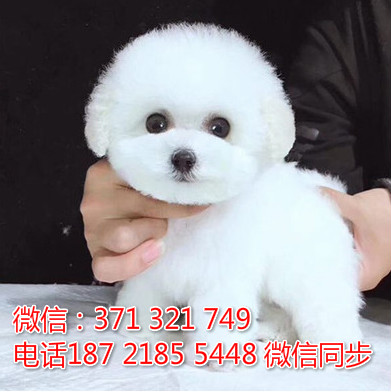 全国特惠比熊纯种幼犬 支持上门 支持空运汽运 包健康低