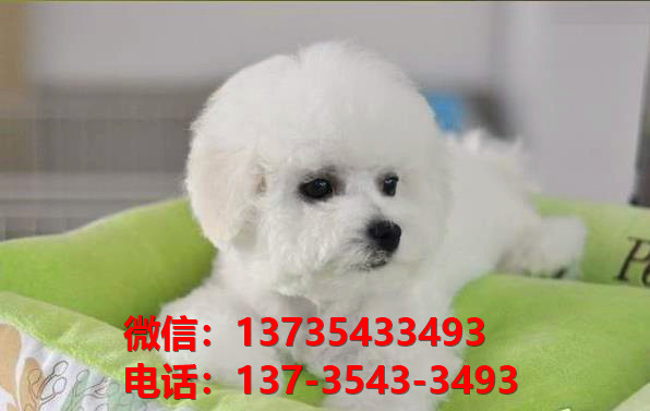 厦门宠物狗狗出售纯种比熊犬幼犬 哪里有正宗比熊犬领养 卖狗买狗地方在哪