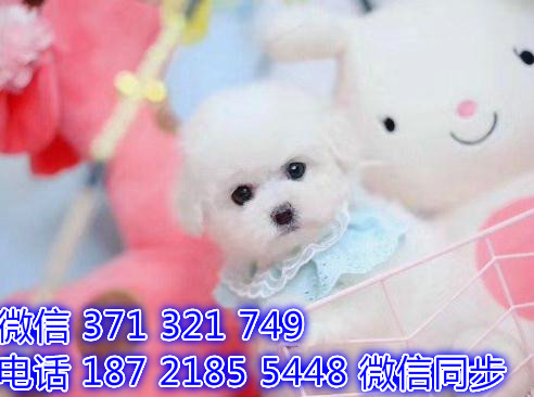 宠物狗狗比熊全国可以发货 犬舍繁殖 包健康回