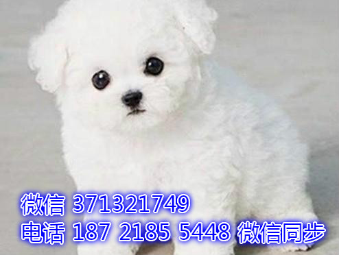 特价比熊出售纯种幼犬 专业繁殖专业发货 可上门看颓