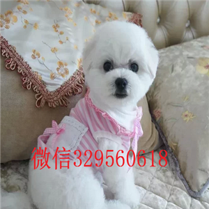  青岛出售双血统比熊犬 小体白色比熊犬多少钱