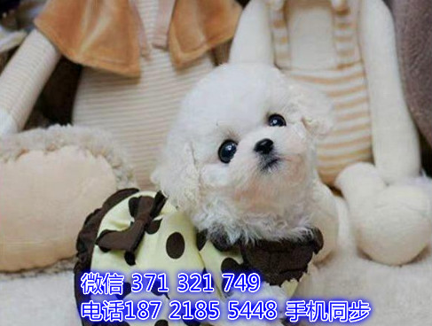 比熊幼犬出售纯种 狗场直销宠物 哪里有宠物狗狗喜
