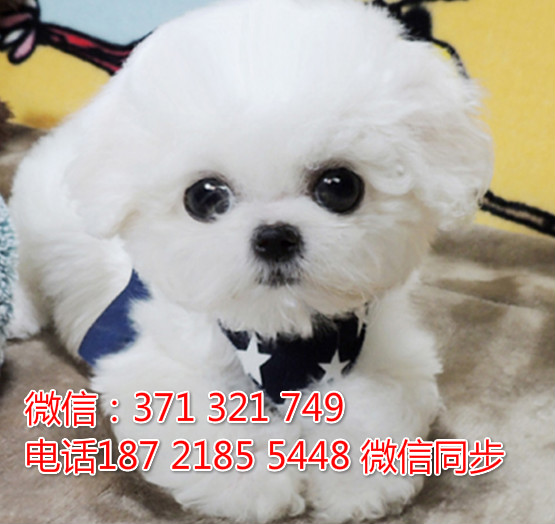 全国特惠比熊纯种幼犬 支持上门 支持空运汽运 包健康低