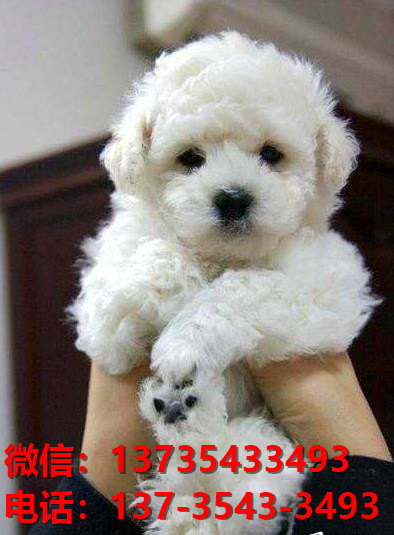 辽宁宠物狗狗犬舍出售纯种健康比熊犬哪里有狗