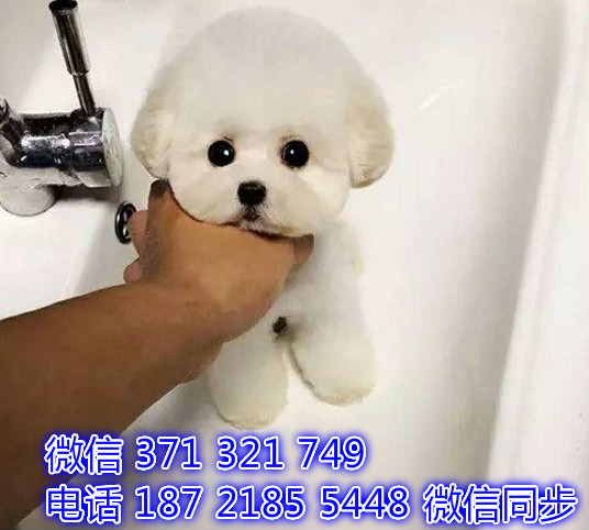 犬舍直销，哪里有宠物比熊，精品小型中型大型犬狗狗赡