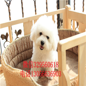 黑河 哪里卖比熊比熊哪里有卖好看的长不大的