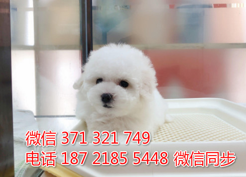 犬舍比熊纯种幼犬出售 茶杯比熊犬舍狗场宠物狗蔷