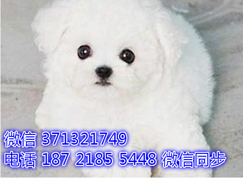比熊出售 宠物狗狗  宠物市场 狗狗图片 买卖狗狗耘