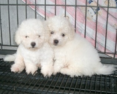 丽江买狗丽江买比熊 云南狗狗基地出售小比熊