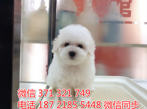 宠物市场 哪里有宠物比熊，精品小型中型大型犬