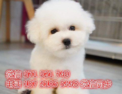 比熊宠物买卖 宠物市场 宠物狗狗图片宠物网丈